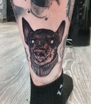 Devil Chihuahua 🐶 black and grey