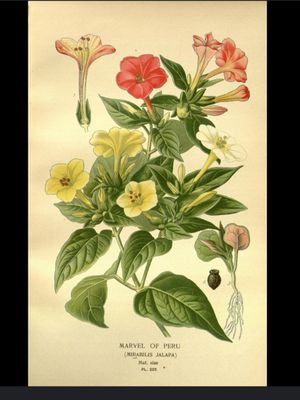 Mirabilis Jalapa or how I know it as "good afternoon." This plan formed part of my childhood and would love to have it tattooed.