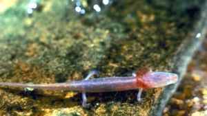 Barton Springs Salamander 