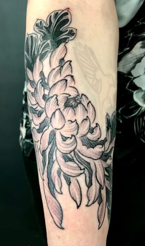 Elegant blackwork chrysanthemum tattoo for arm by Kiko Lopes, a tribute to beauty and strength. Perfect for floral lovers.