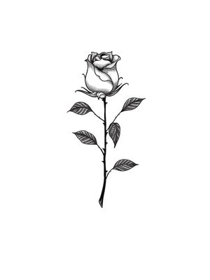 Black rose. Design tattooed, only for reference. Can do variations of it 