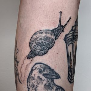 Explore the intricate beauty of blackwork, dotwork, and hand-poked techniques in this unique illustrative snail tattoo by the talented artist at Alien Ink.