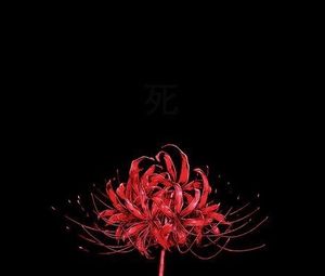 Want spider lily badly like on the side of my body or on my arm