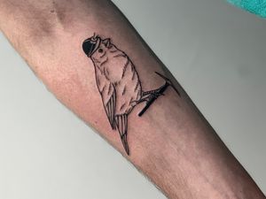 Elegant blackwork bird tattoo with fine lines and detailed illustration by the talented artist Miss Vampira.