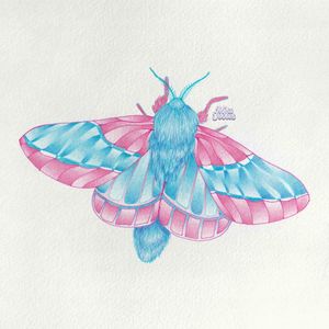 Colour pencil drawing of a moth 🦋 