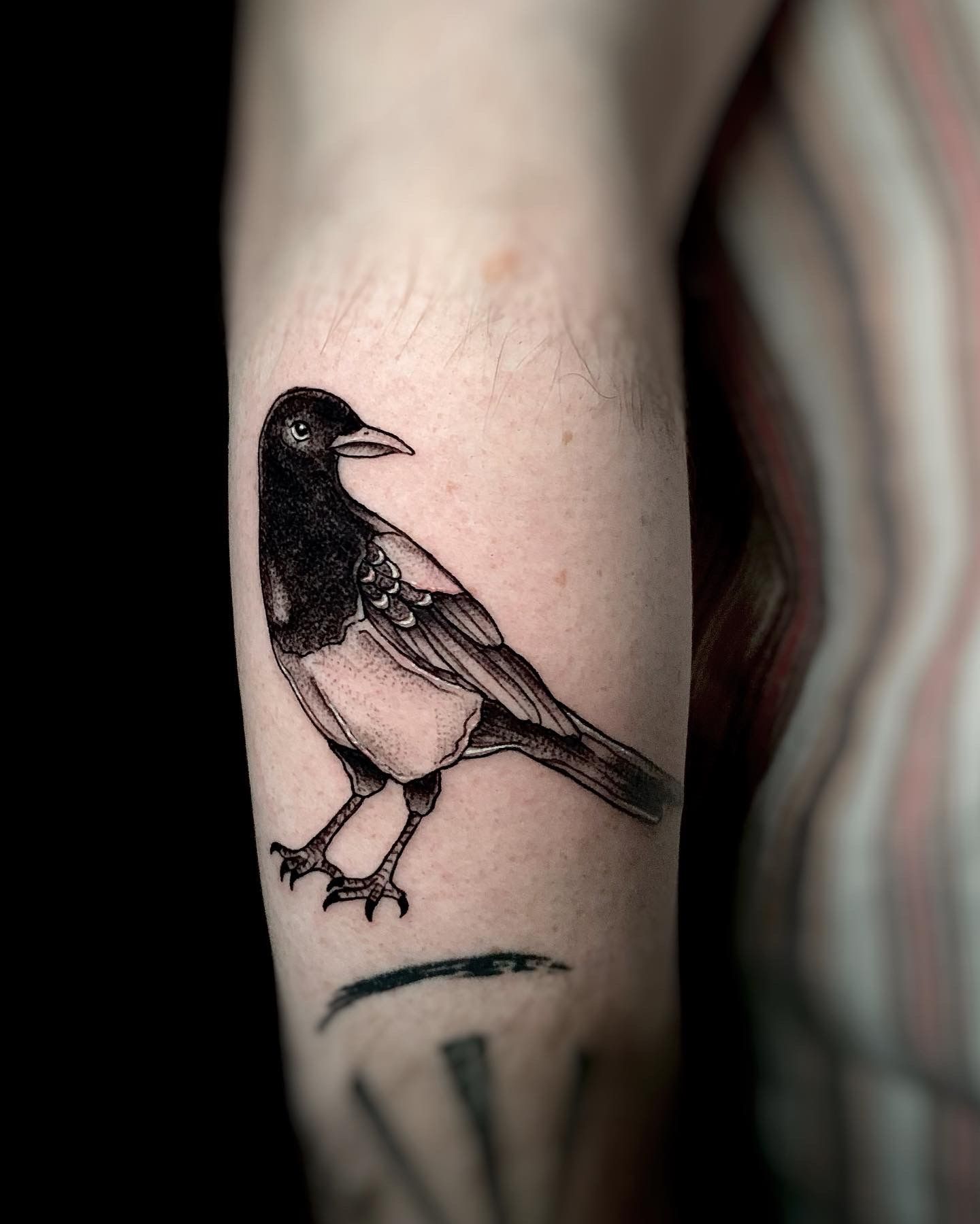 Magpie Tattoo Stock Photos and Images - 123RF