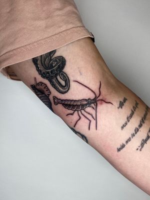 Get a unique dotwork shrimp tattoo by the talented artist Liam Collins. This illustrative design showcases intricate detailing and fine artistry.