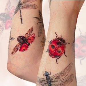 #realistic #ladybirds #insect #red #realism 