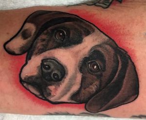 Duke #valleybulldog #beagle #bassethound
