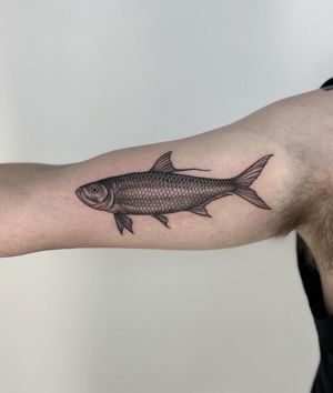 A stunning black and gray illustrative tattoo of a tarpon fish, beautifully designed by Paula.