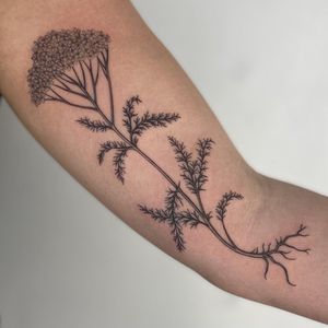 Capture the beauty of nature with this elegant yarrow flower tattoo, expertly done by the talented artist Paula.