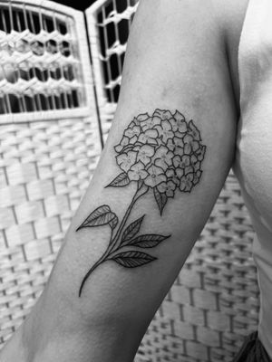 Get a delicate and intricate hydrangea flower tattoo in fine line style by renowned artist Claudia Vicente. Embrace the beauty of nature on your skin with this stunning piece.