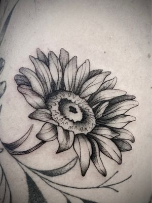 fineline sunflower