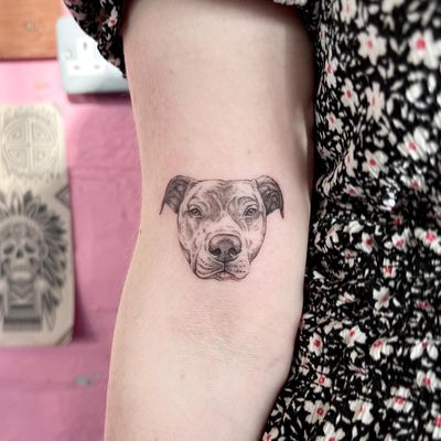 Tiny micro pet portrait ; look at that adorable little face 🐶