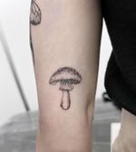 The cutest Single needle shroom 🥺🍄