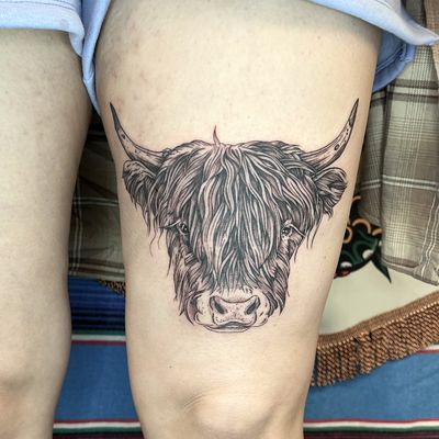 Highland cow 🐮 