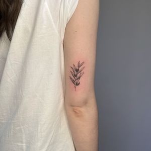 Elegant and intricate dotwork and fine line tattoo featuring a illustrative olive branch design by Tas Kal. Perfect for nature lovers and those seeking a minimalist yet detailed tattoo.