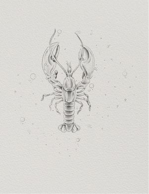 Fine line lobster 