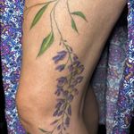 Purple Wisteria plant with purple flowers to cover some scars
