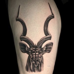Kudu on thigh 