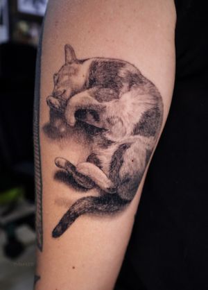 Healed and settled realistic cat tattoo in black and grey
