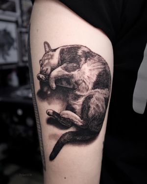 Realistic black and grey cat tattoo. 