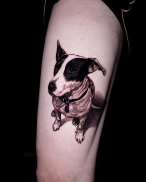 Zorro the doggo. Realistic black and grey pet portrait tattoo.