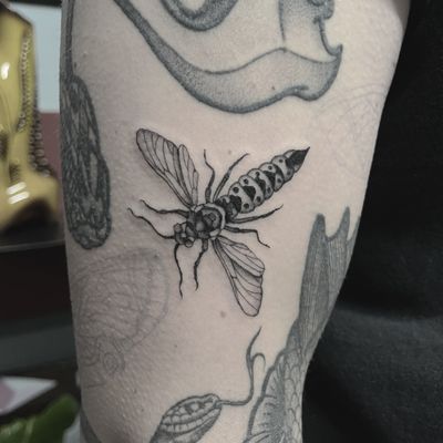 #totemica #buioOmega #tattooshop #tattoostudio #custom #tattooing #verona #italy #black #insect #wasp #nature #fineline #tattoo #blackclaw #blacktattooart #tattoolifemagazine #tattoodo #blackworkers #blackwork