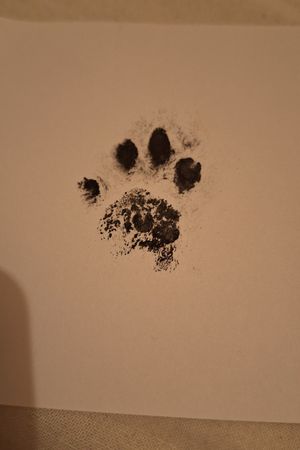 I want this tattoo of the paw of my cat. 