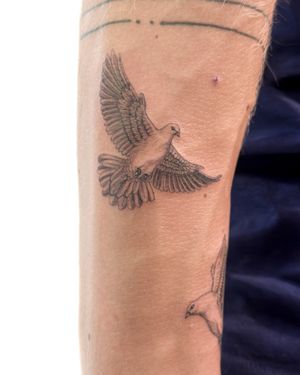 Elegant black and gray pigeon tattoo by Bradley Mollett, capturing the beauty of a dove in a realistic illustrative style.