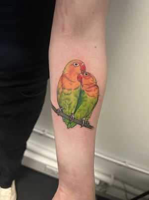 Lovebirds are very affectionate birds and are known to form strong bonds with their mates. ❤️ 
What an absolute pleasure having the opportunity to tattoo these two Love Birds for my customers’ first tattoo. 
What other birds should I tattoo?
.
.
.
#kwadron #bishoprotary #radiantcolorsink #uktta #birds #realism #colourrealism 
