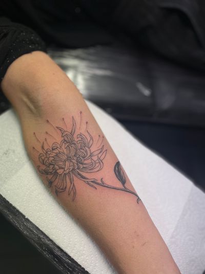 Elegant and intricate chrysanthemum tattoo in dotwork style, done by the talented artist Julia Bertholdi.
