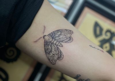 Beautiful moth design by Julia Bertholdi, featuring intricate dotwork details for a unique and artistic tattoo.