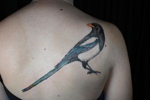 Yellow billed magpie color illustration tattoo
