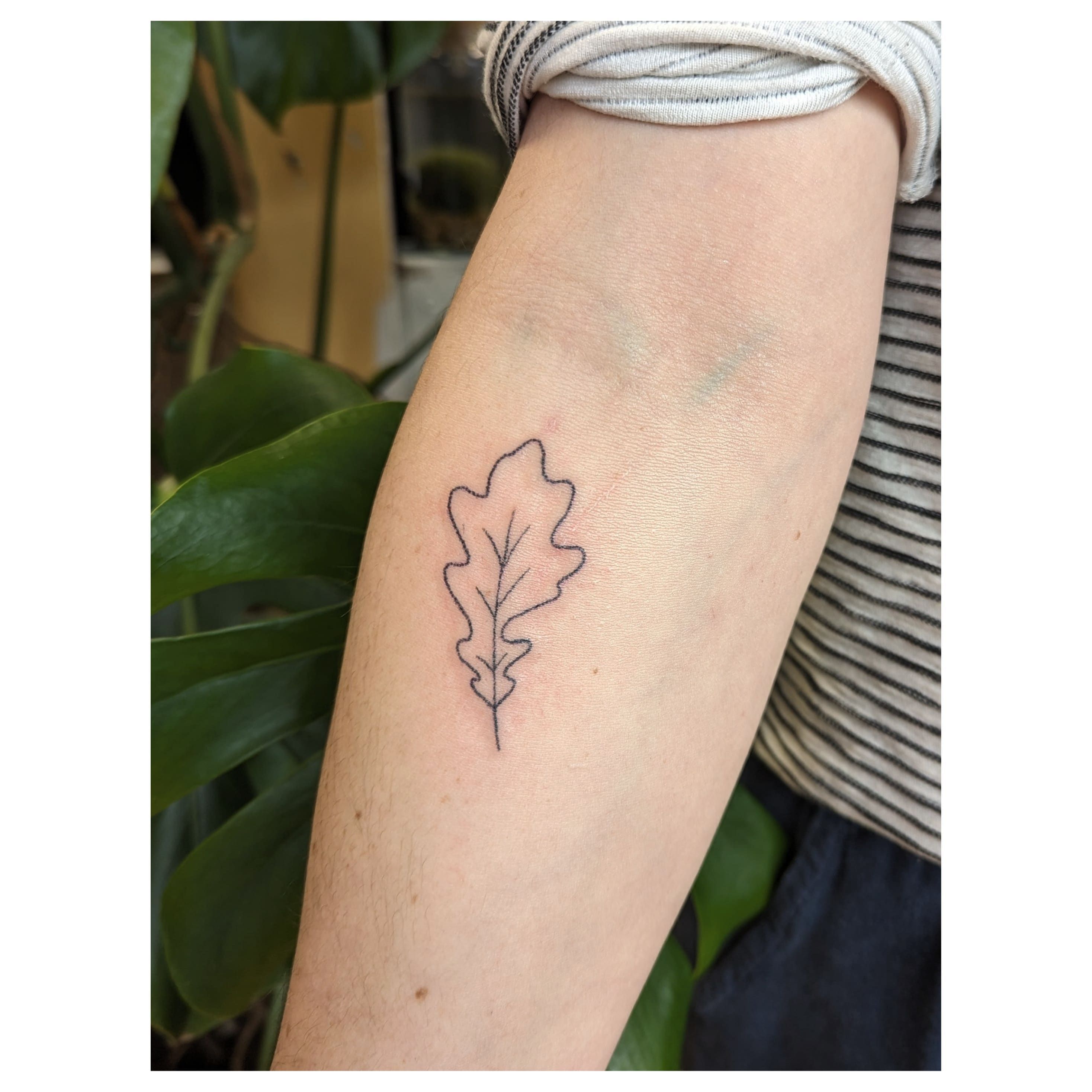 Small Ginkgo Leaf Temporary Tattoo - Set of 3 – Tatteco