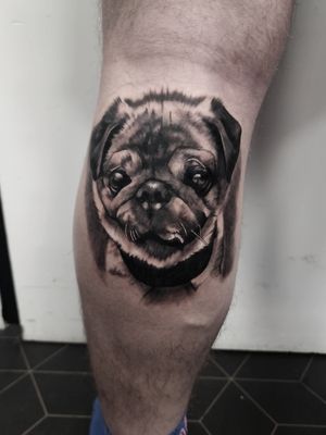 A portrait of my clients pet pug, Finn! 🖤