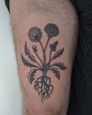 #floral #botanical #dandelion #texture #blackandgrey #black&gray #alienink