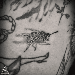 Micro Bee. Black and grey micro realism tattoo