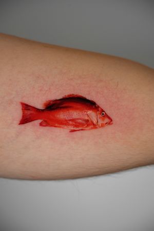 Experience the intricate details and bold colors of Viola's micro-realism style in this stunning red snapper fish design.