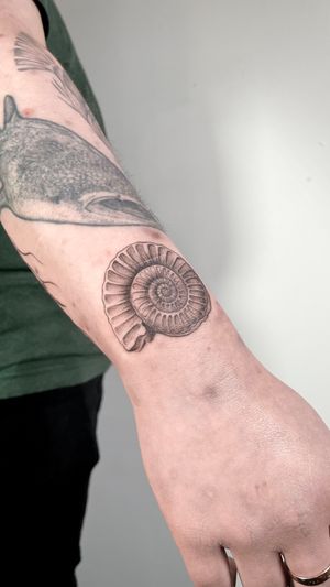 Ammonite  