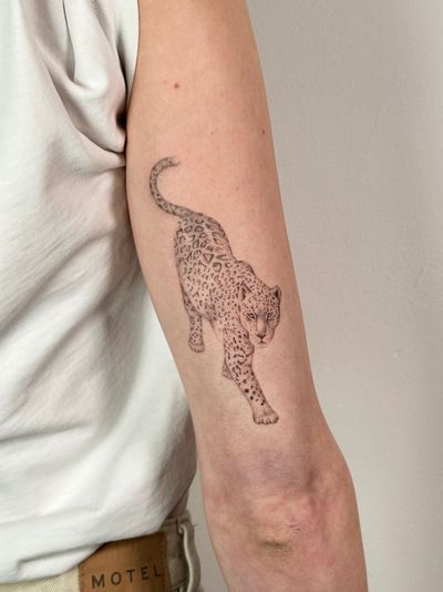An intricate black and gray illustrative tattoo of a fierce leopard and jaguar, expertly inked by Alina Wiltshire.