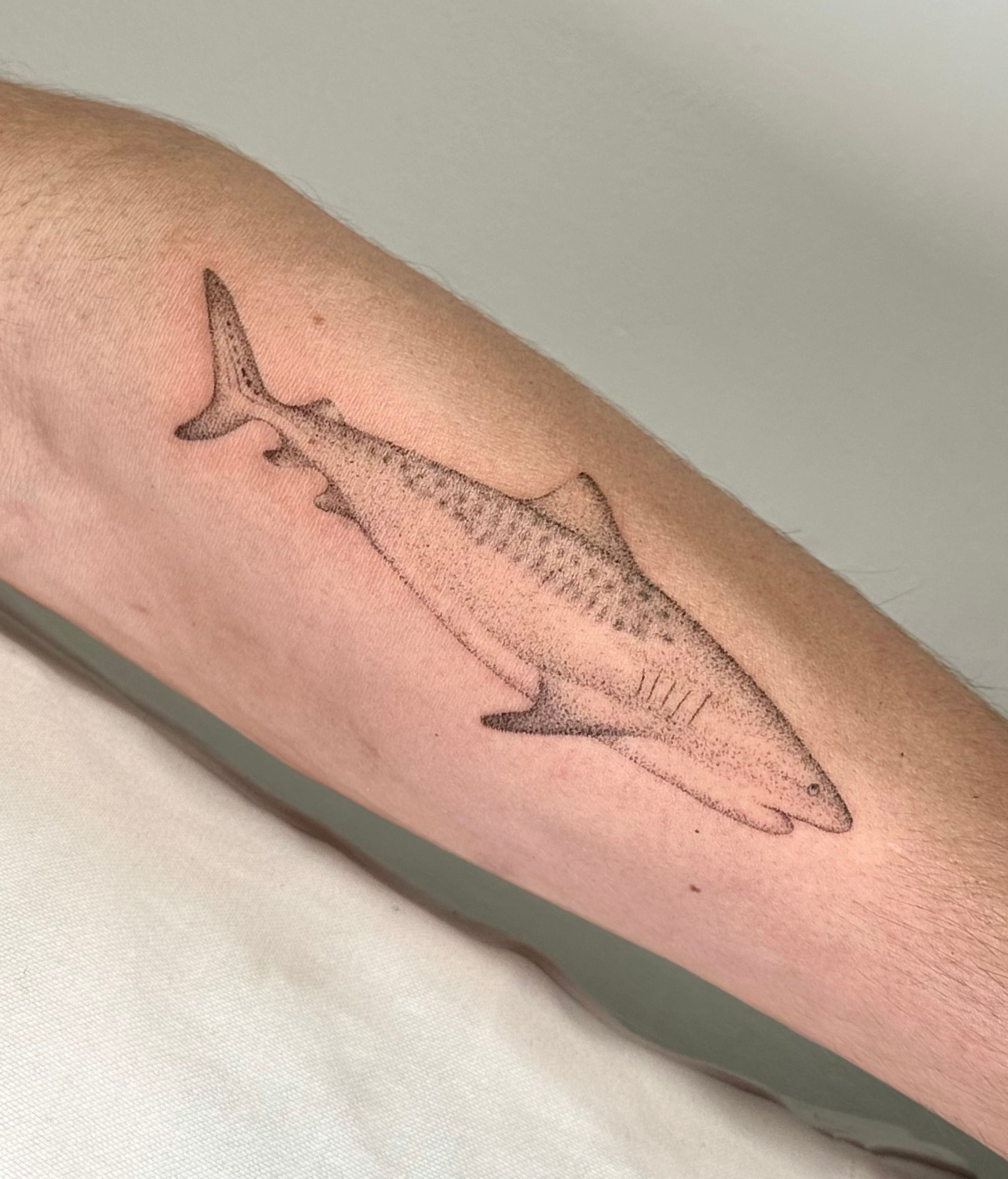 Shark • Tattoodo