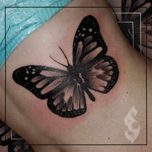 Black and grey butterfly