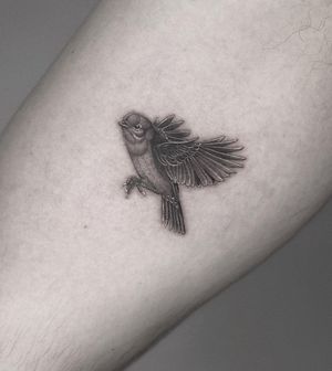 Elegant black and gray sparrow tattoo, beautifully executed in micro realism style by talented artist HellHabits.