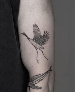 Elegant black and gray illustrative tattoo of a majestic crane, expertly done by HellHabits. A symbol of peace and tranquility.