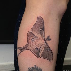 Elegant black and gray illustrative tattoo of a moth, expertly crafted by the talented artist Marie Terry.