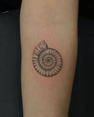 Fossil shell tattoo, fine line tattoo, micro realism tattoo, fine line shell , sea shell tattoo, fine line sea shell tattoo. 