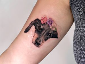 Flower, dog, Dachshund, color, micro realism, color realism