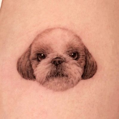 Get a stunning color tattoo of your beloved pet that looks so realistic, you'll have to do a double take. Done by the talented artist Doo. Dog tattoo, pet tattoo, pet portrait, whole body of dog, shih tzu, realism, micro realism, memories tattoo, color, arm