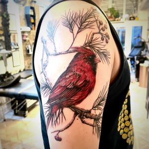 Black and grey and colour realism tattoo of a Red Cardinal bird